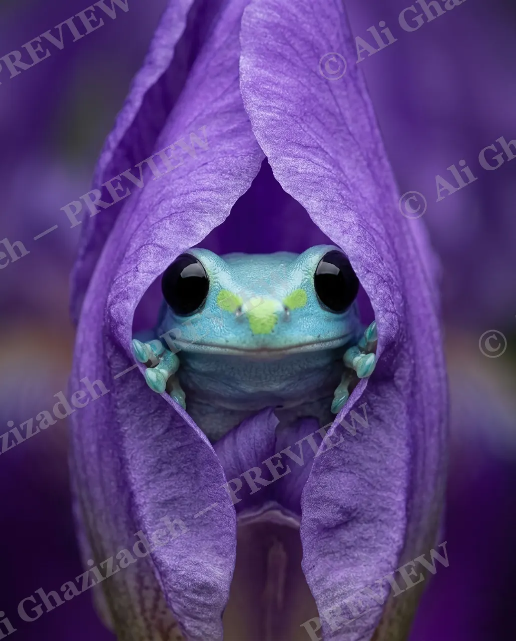 Purple Hoodie — Wrapped in Purple — White's tree frog artwork by Ali Ghazizadeh