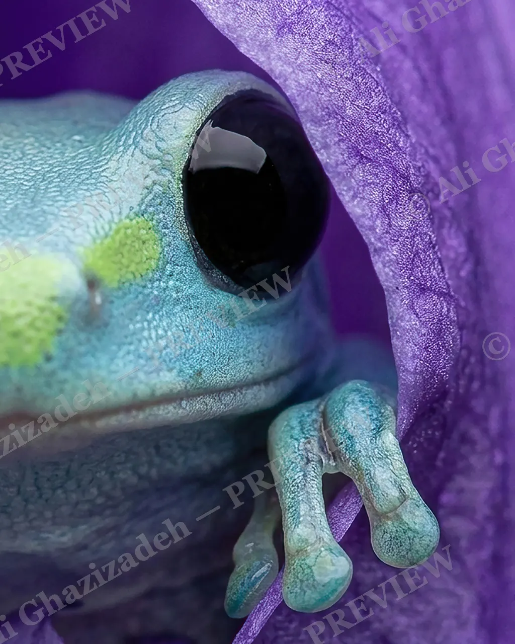 Purple Hoodie — Still Watching — White's tree frog artwork by Ali Ghazizadeh