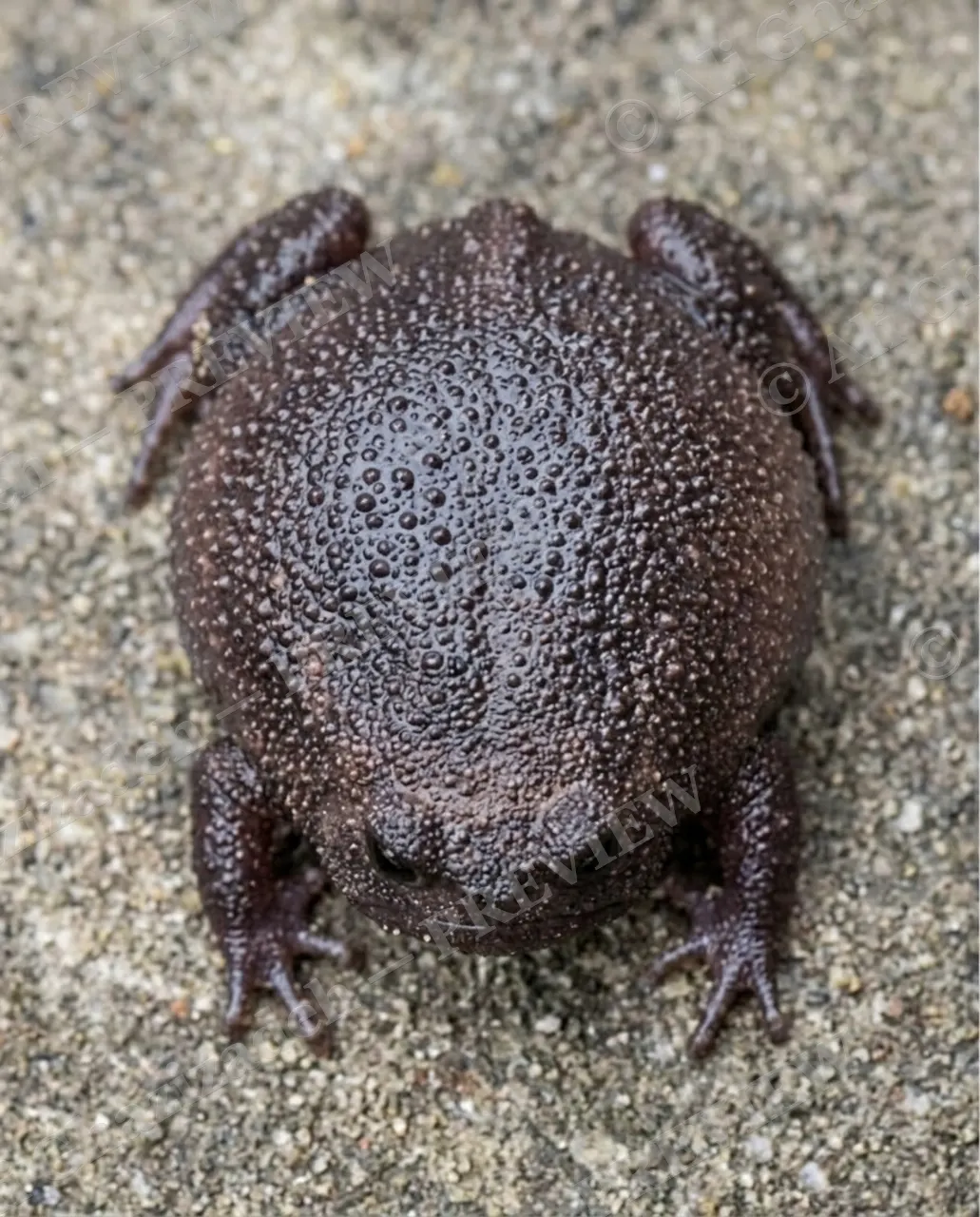 Rain Check — Full Sulk Mode — Desert rain frog artwork by Ali Ghazizadeh