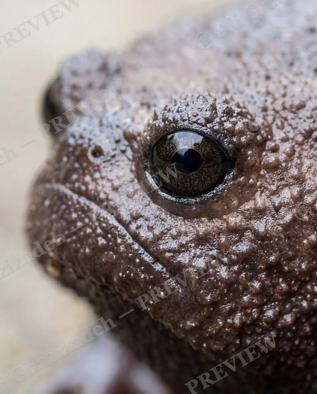 Rain Check — The Side-Eye — Desert rain frog artwork by Ali Ghazizadeh
