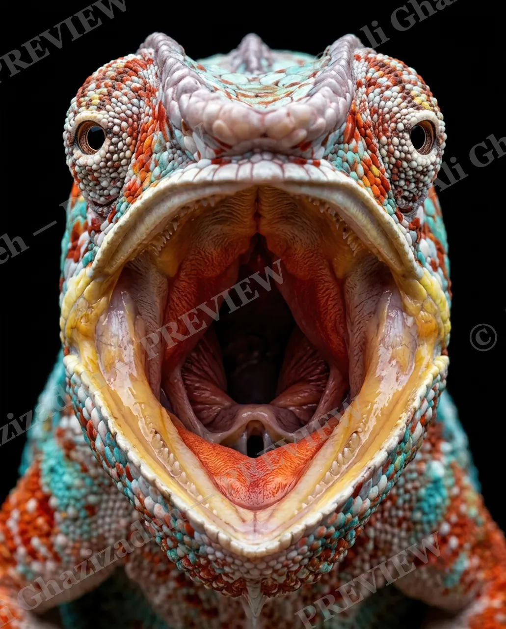 Rainbow Roar — Coral Outburst — Panther chameleon artwork by Ali Ghazizadeh