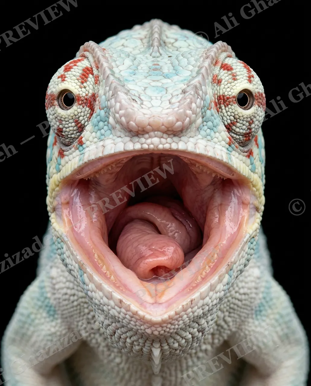 Rainbow Roar — Ivory Yawn — Panther chameleon artwork by Ali Ghazizadeh