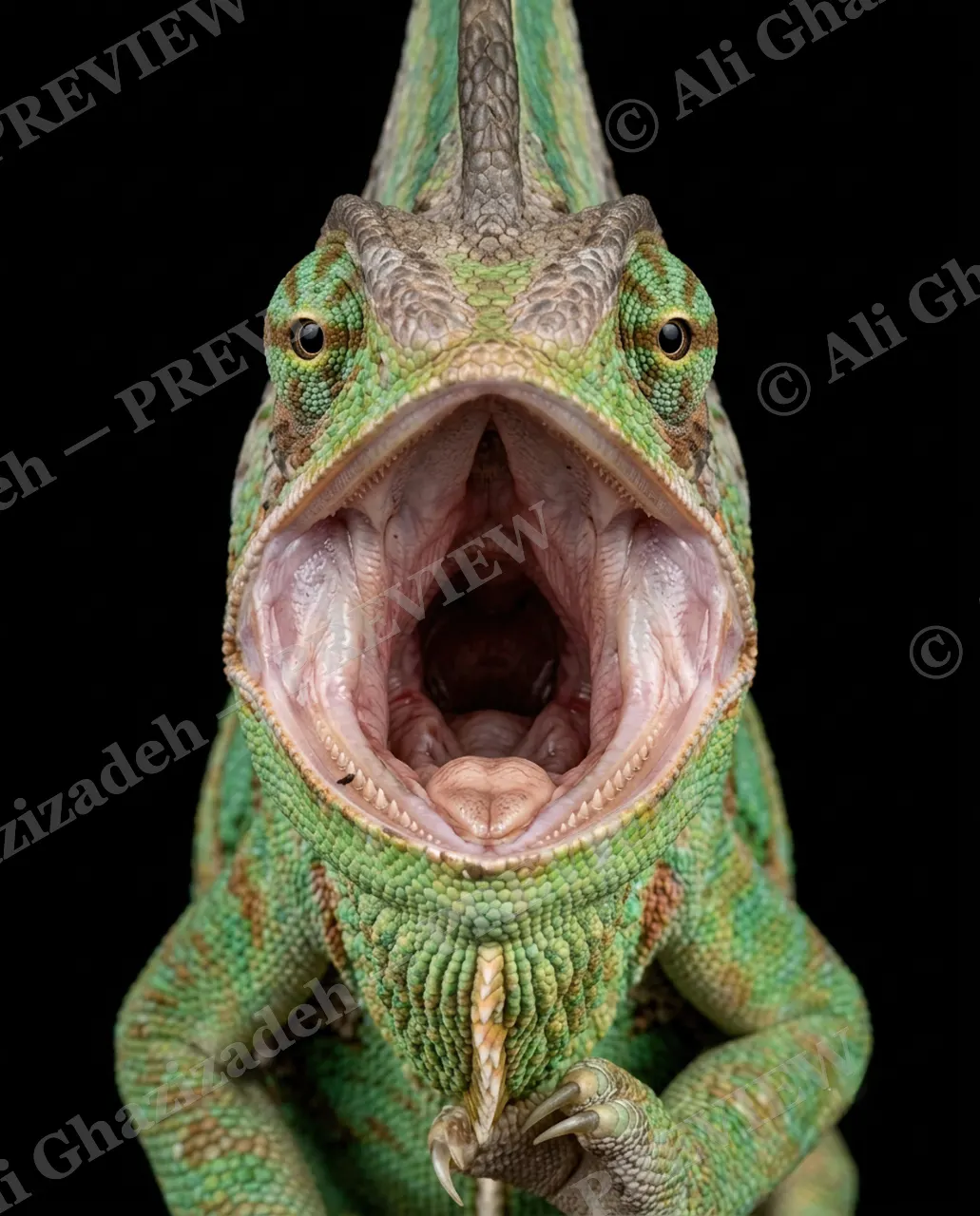 Rainbow Roar — Steady Grip — Panther chameleon artwork by Ali Ghazizadeh