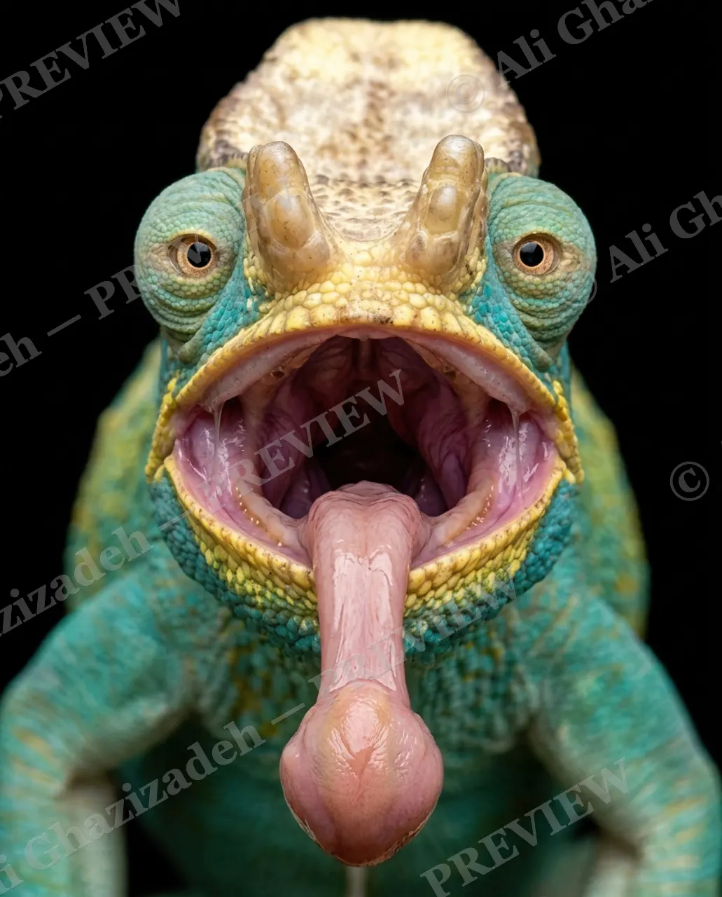Rainbow Roar — Tongue Drop — Panther chameleon artwork by Ali Ghazizadeh