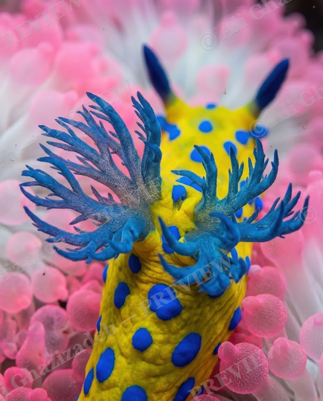 Reef Runway — Back in Blue and Gold — Nudibranch artwork by Ali Ghazizadeh