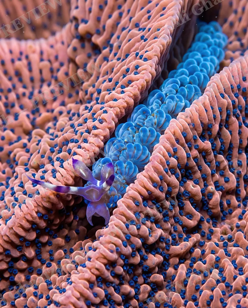 Reef Runway — Blue Ridge Disguise — Nudibranch artwork by Ali Ghazizadeh