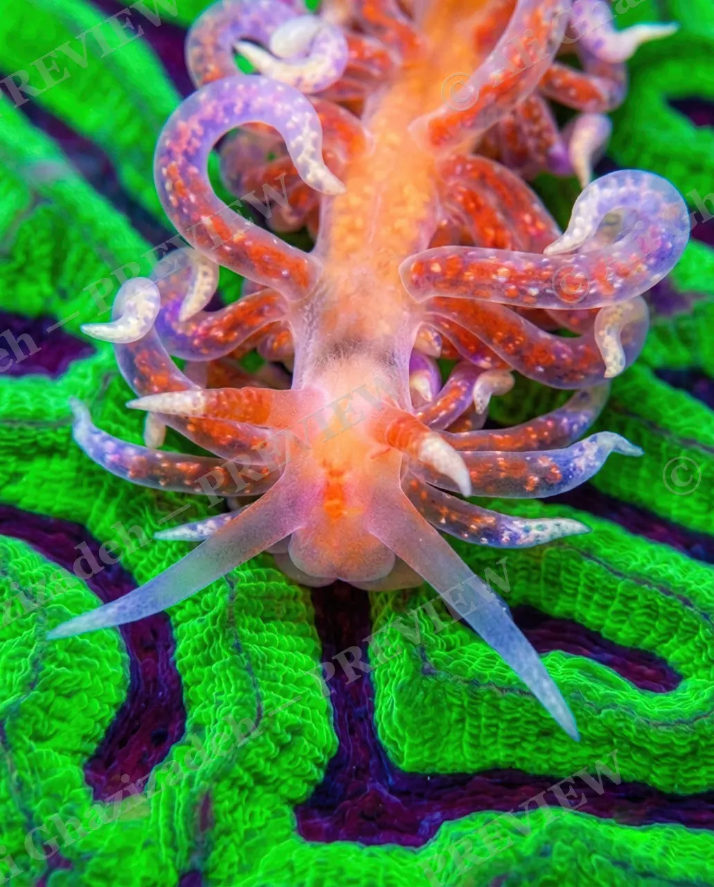 Reef Runway — Borrowed Coral Colors — Nudibranch artwork by Ali Ghazizadeh