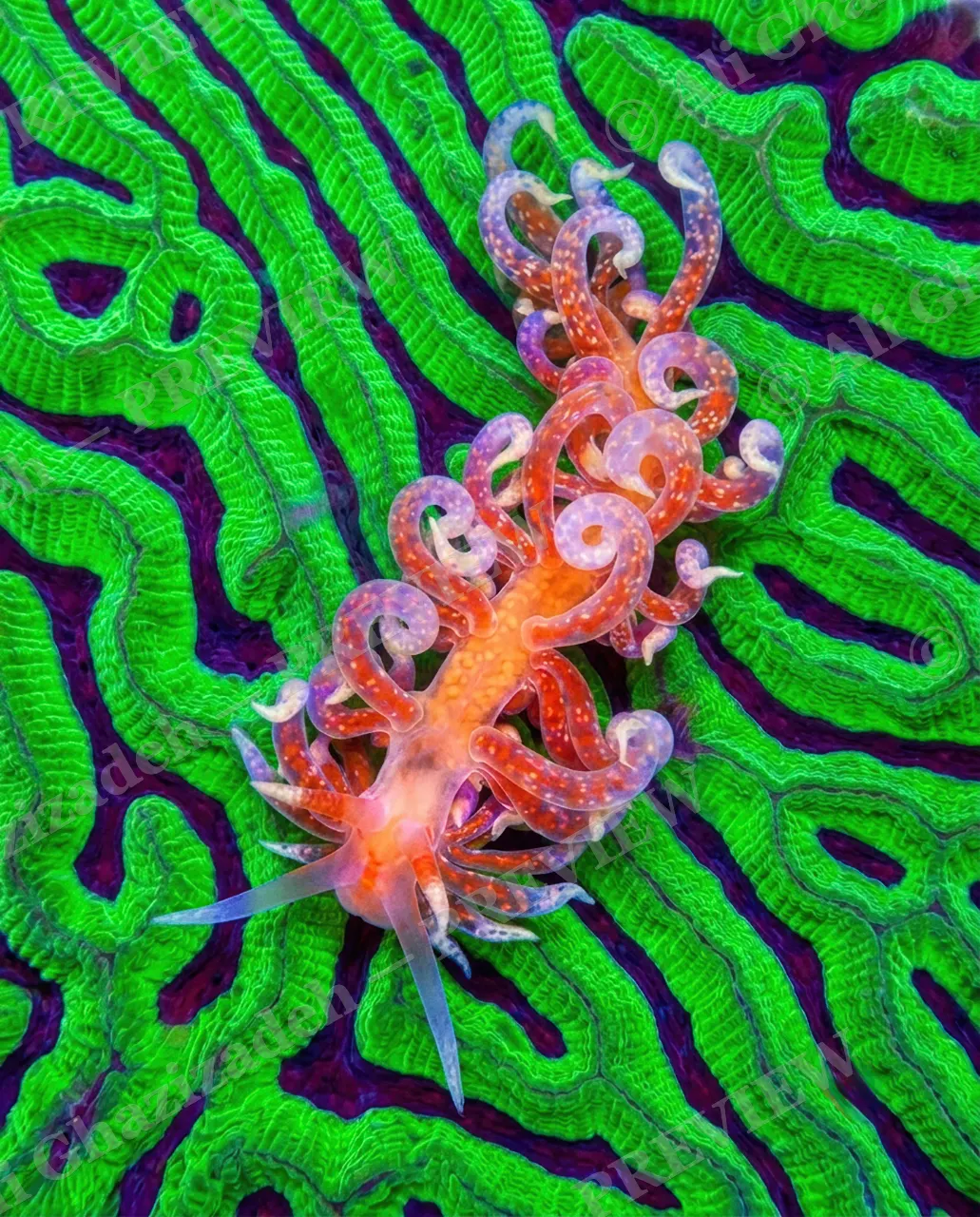 Reef Runway — Coral Doppelgänger — Nudibranch artwork by Ali Ghazizadeh