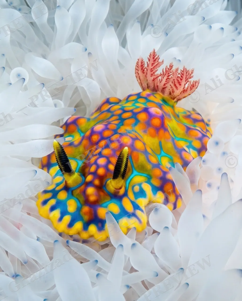 Reef Runway — Every Color at Once — Nudibranch artwork by Ali Ghazizadeh