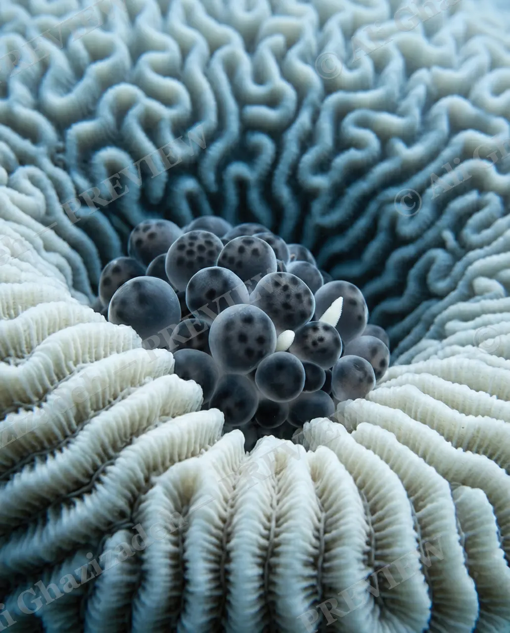 Reef Runway — Nestled in Coral — Nudibranch artwork by Ali Ghazizadeh