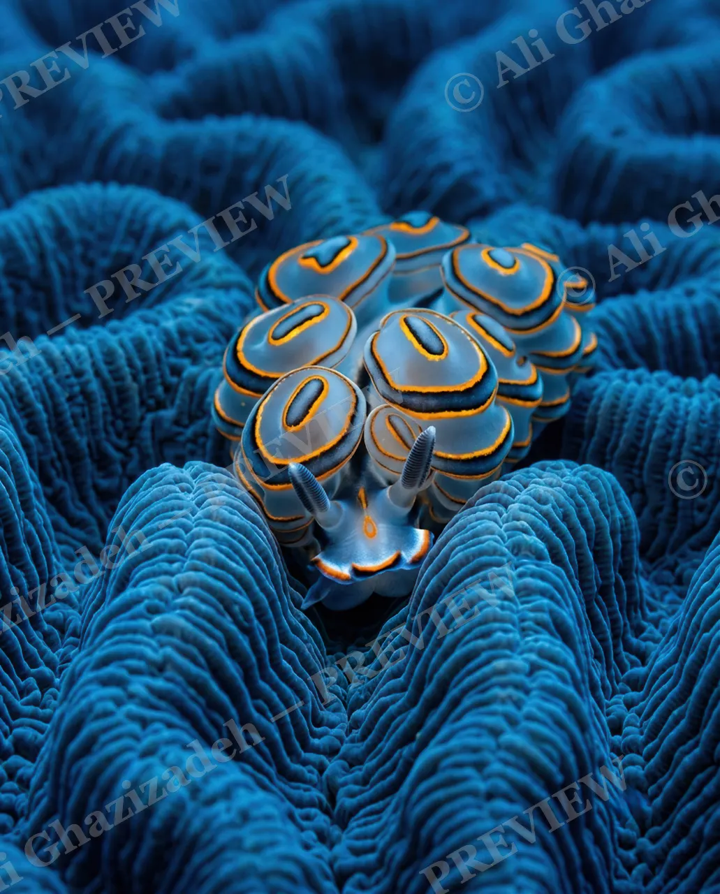 Reef Runway — Ringed and Radiant — Nudibranch artwork by Ali Ghazizadeh