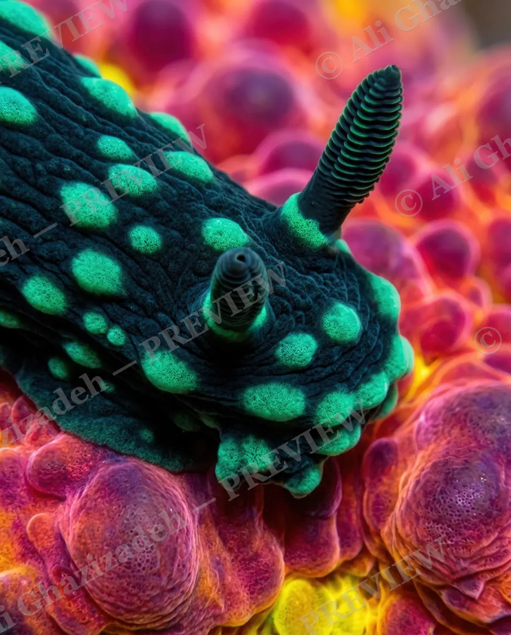 Reef Runway — Spotted and Ready — Nudibranch artwork by Ali Ghazizadeh