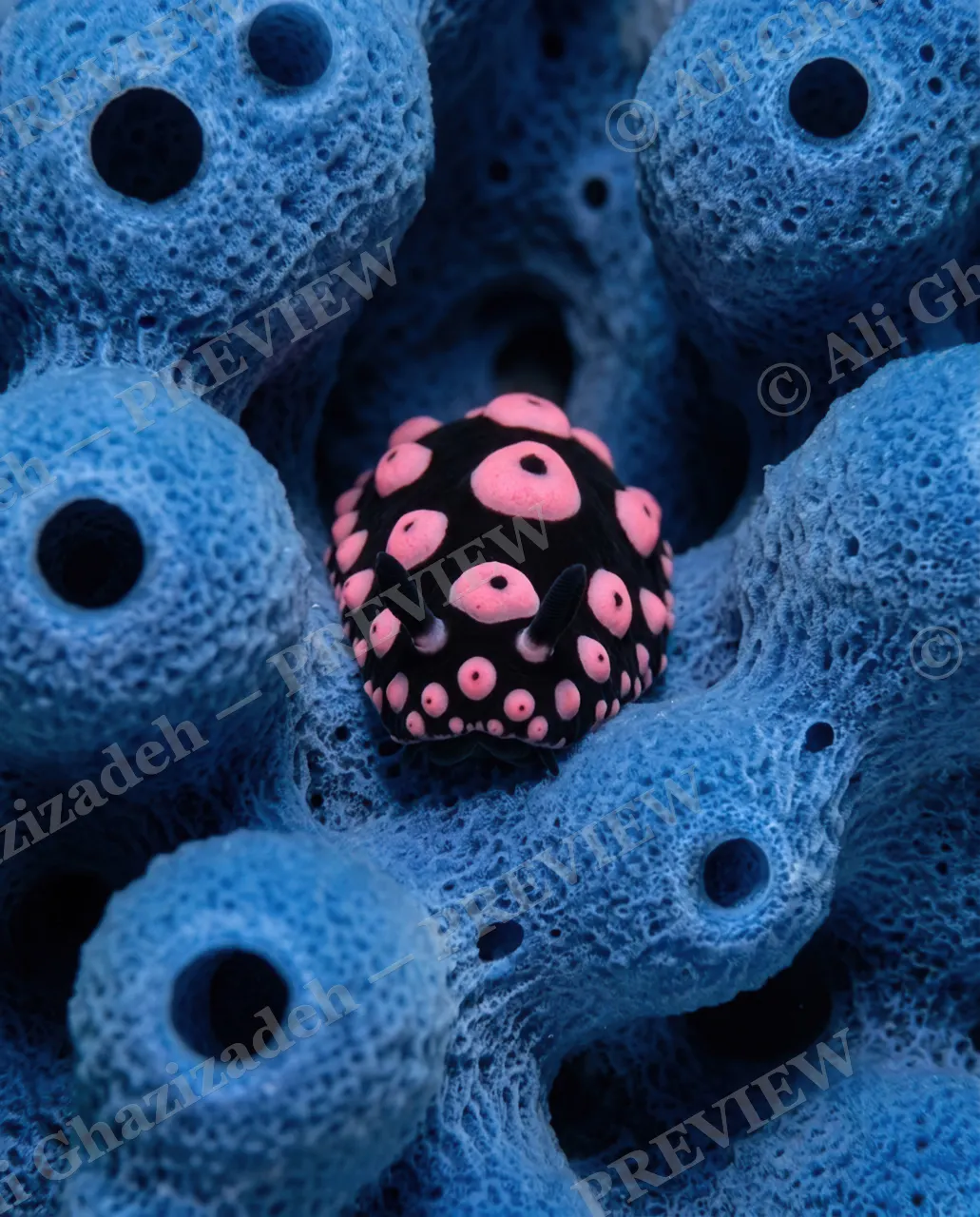 Reef Runway — Two Little Horns — Nudibranch artwork by Ali Ghazizadeh