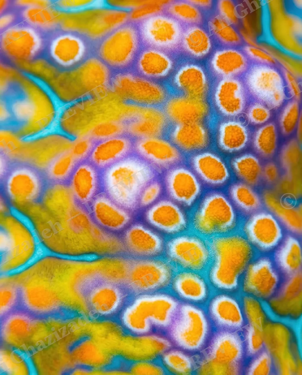 Reef Runway — Up Close and Personal — Nudibranch artwork by Ali Ghazizadeh