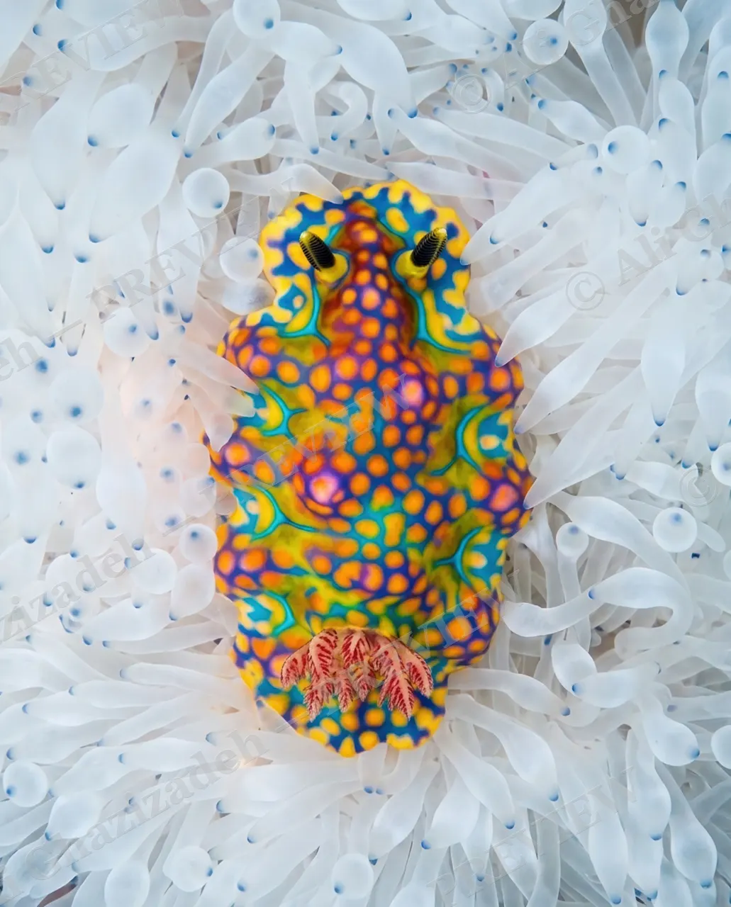 Reef Runway — Watching You Back — Nudibranch artwork by Ali Ghazizadeh