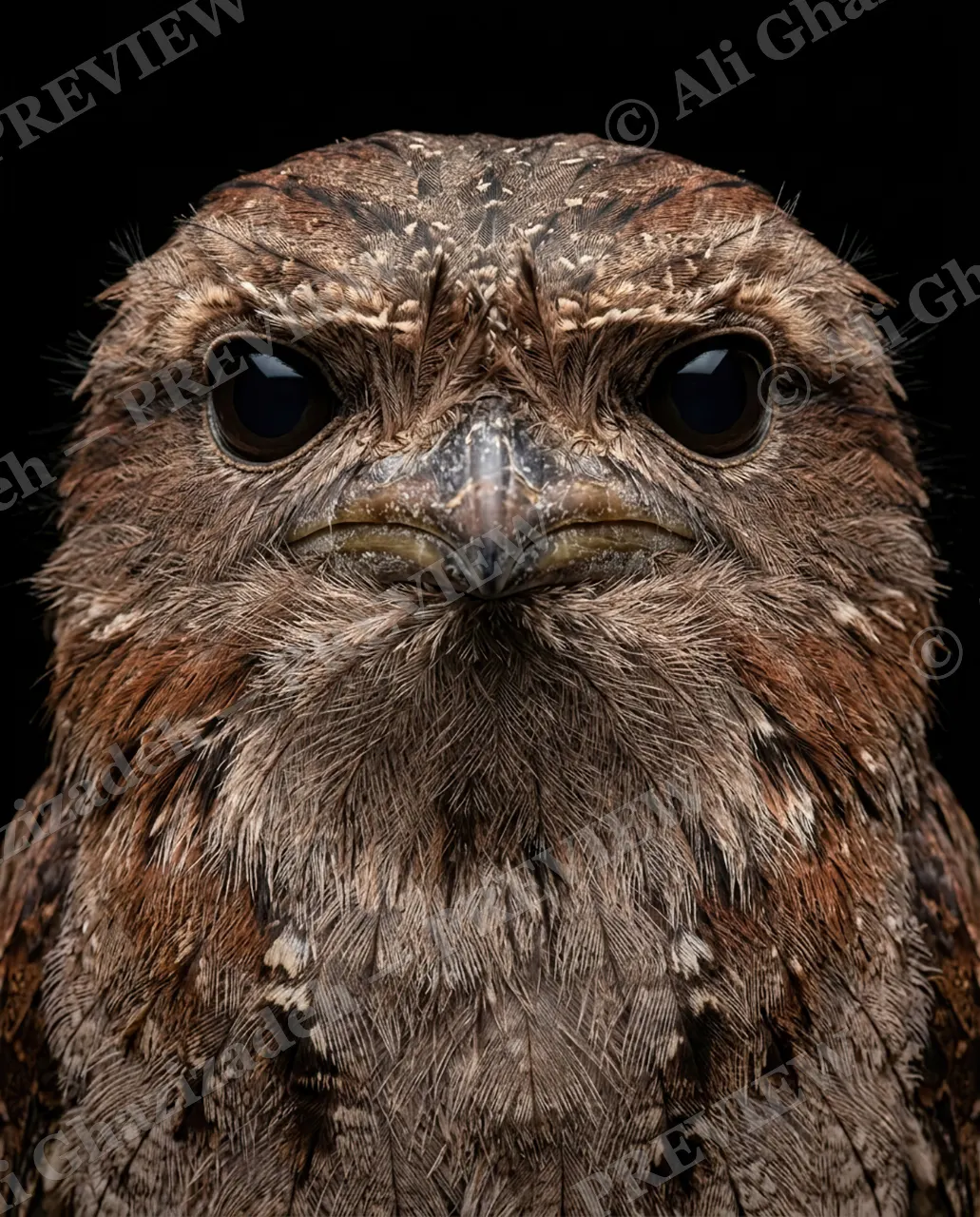 Resting Bark Face — Composure Restored — Owl artwork by Ali Ghazizadeh