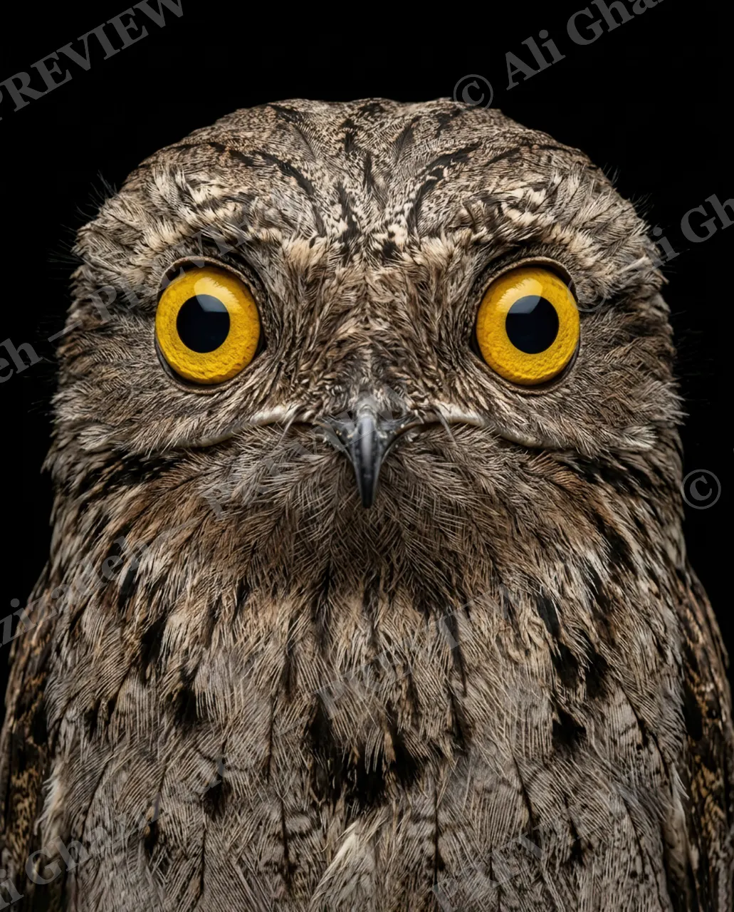 Resting Bark Face — Deceptively Calm — Owl artwork by Ali Ghazizadeh