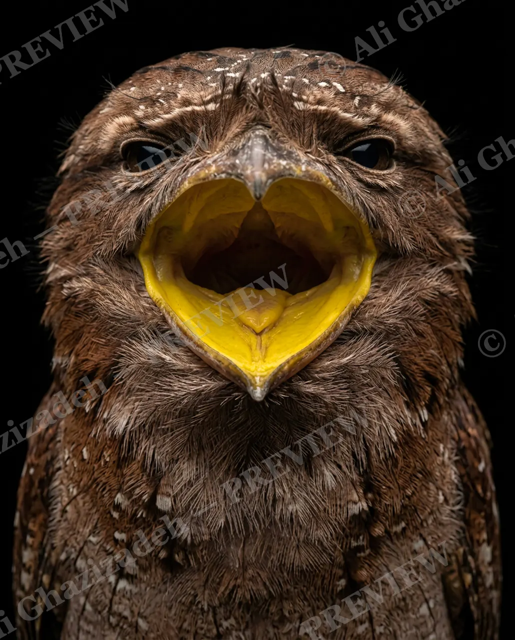 Resting Bark Face — Encore Performance — Owl artwork by Ali Ghazizadeh