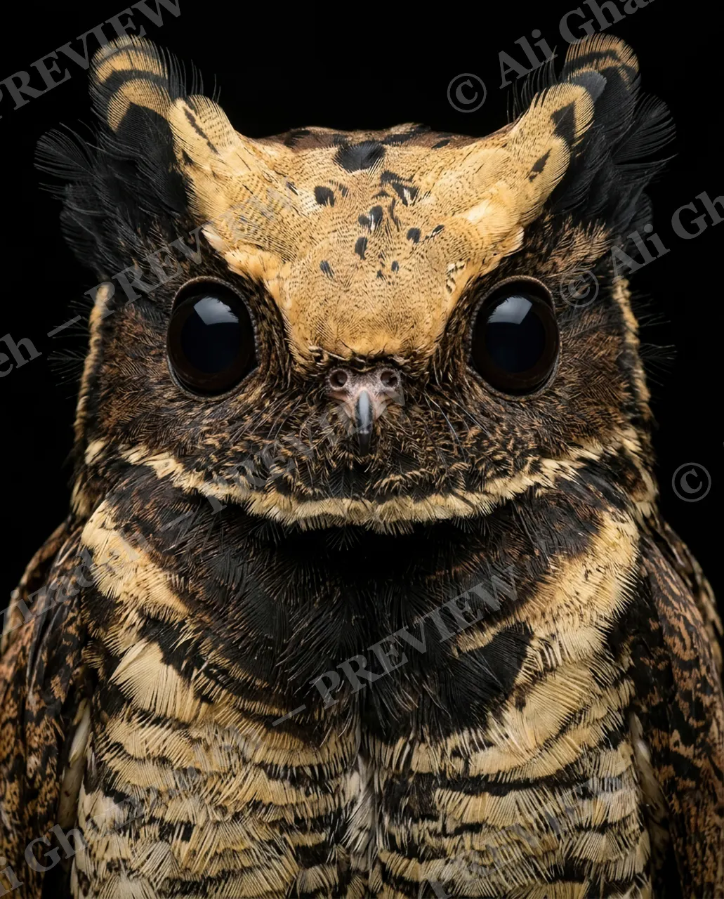Resting Bark Face — Growing Suspicious — Owl artwork by Ali Ghazizadeh