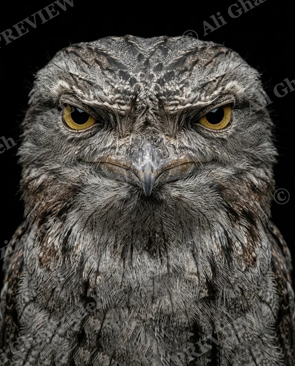 Resting Bark Face — Losing Patience — Owl artwork by Ali Ghazizadeh