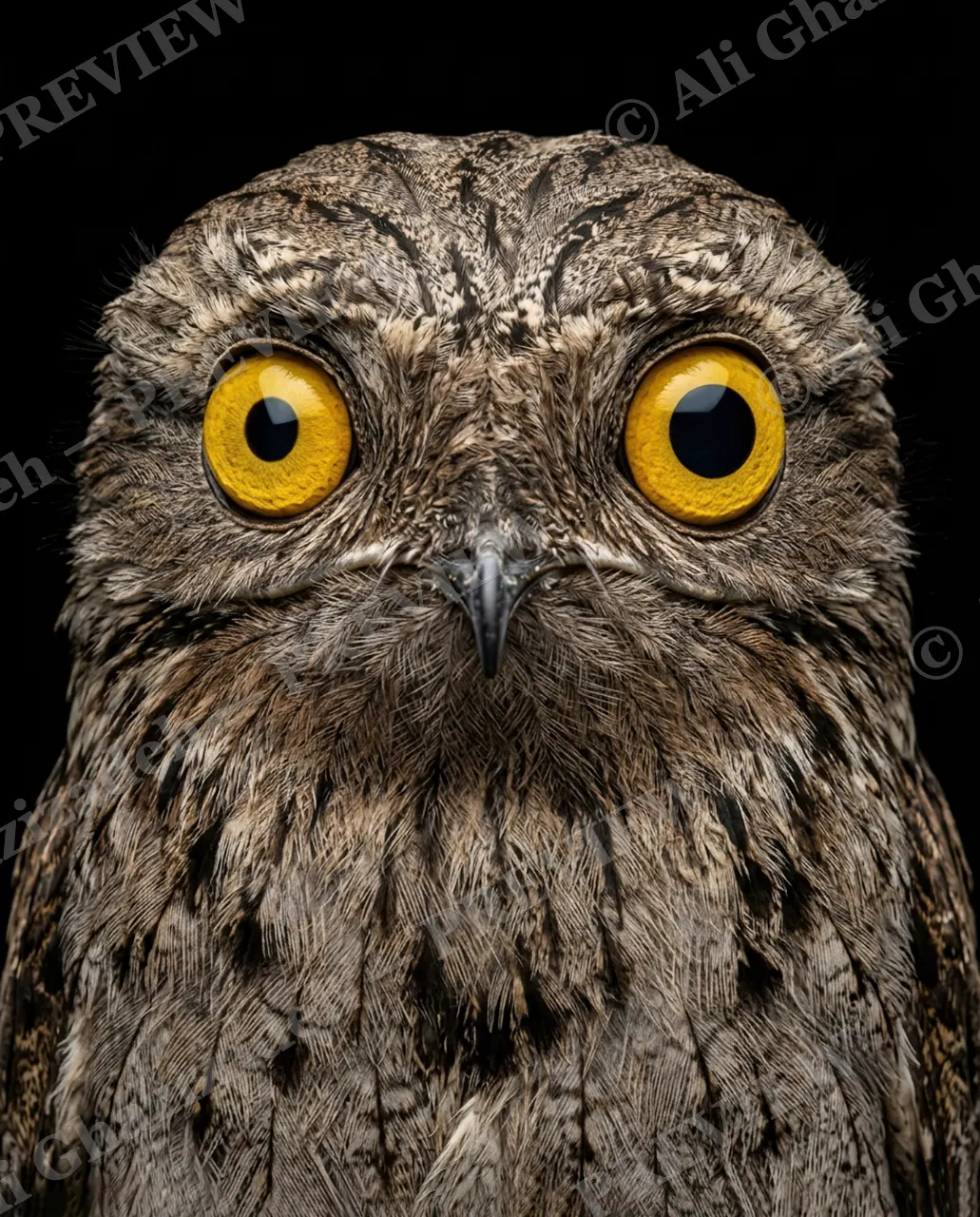 Resting Bark Face — Wide Awake — Owl artwork by Ali Ghazizadeh