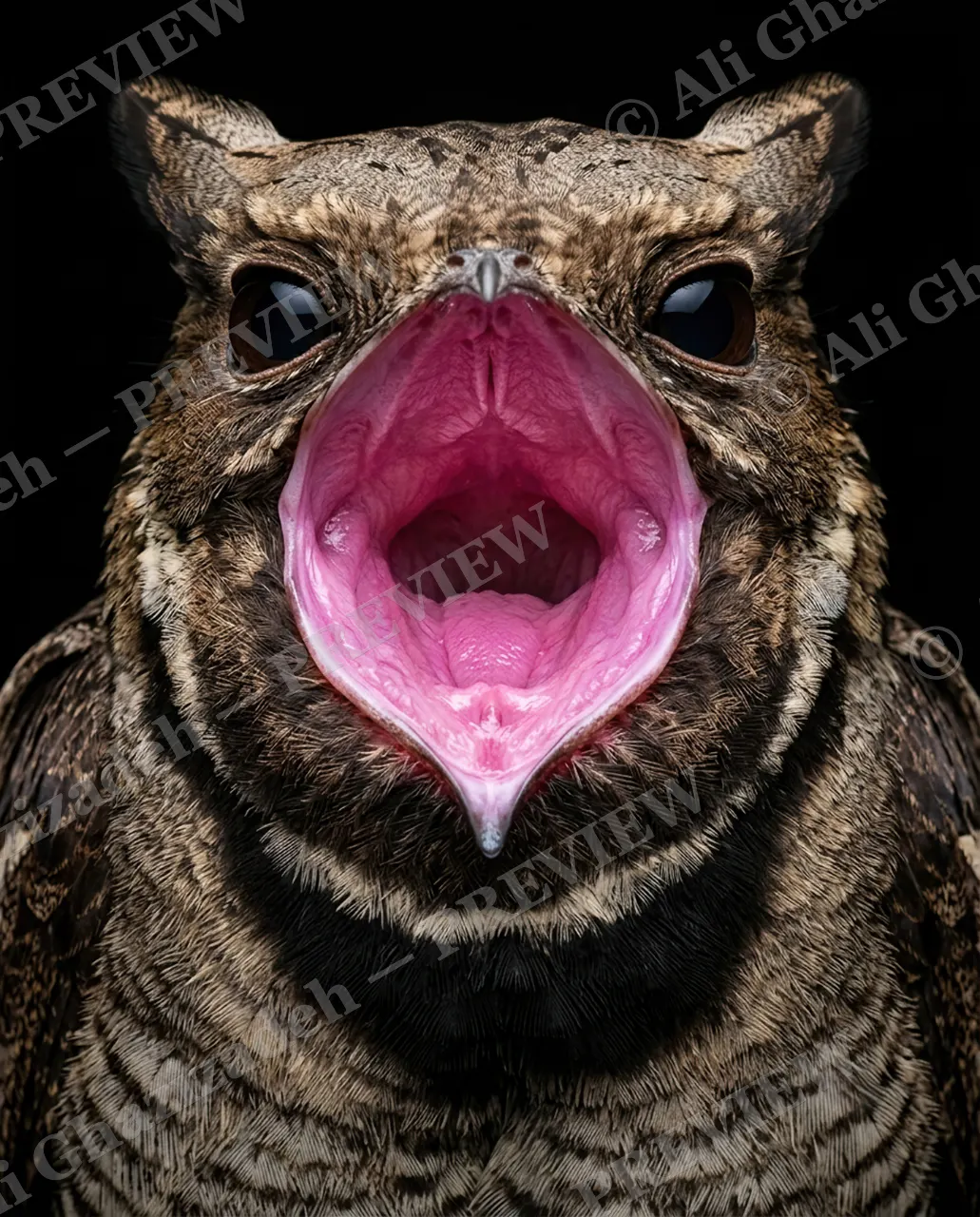Resting Bark Face — One More Scream — Owl artwork by Ali Ghazizadeh