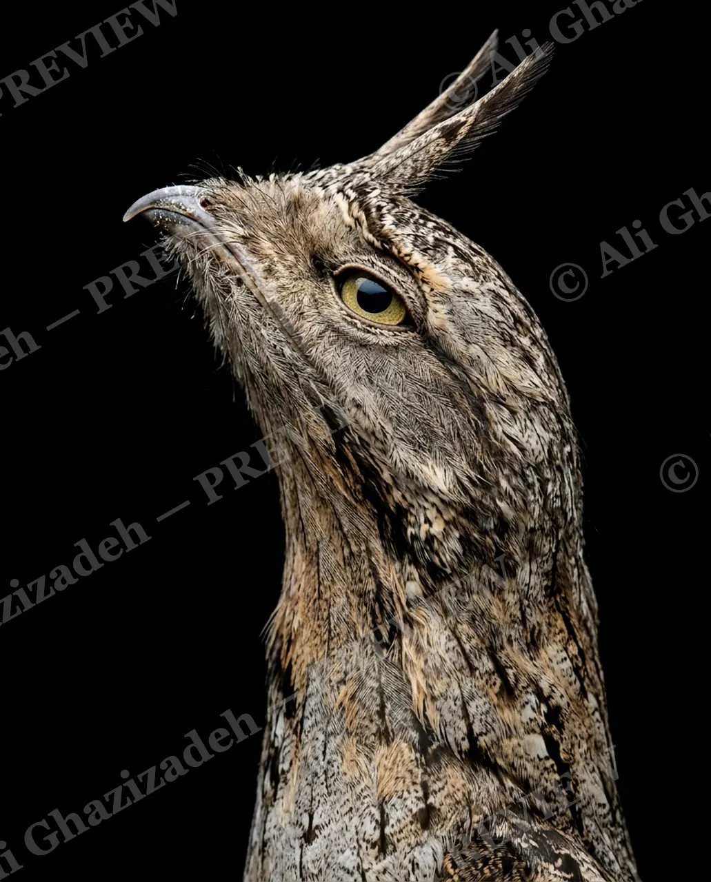 Resting Bark Face — Over It — Owl artwork by Ali Ghazizadeh