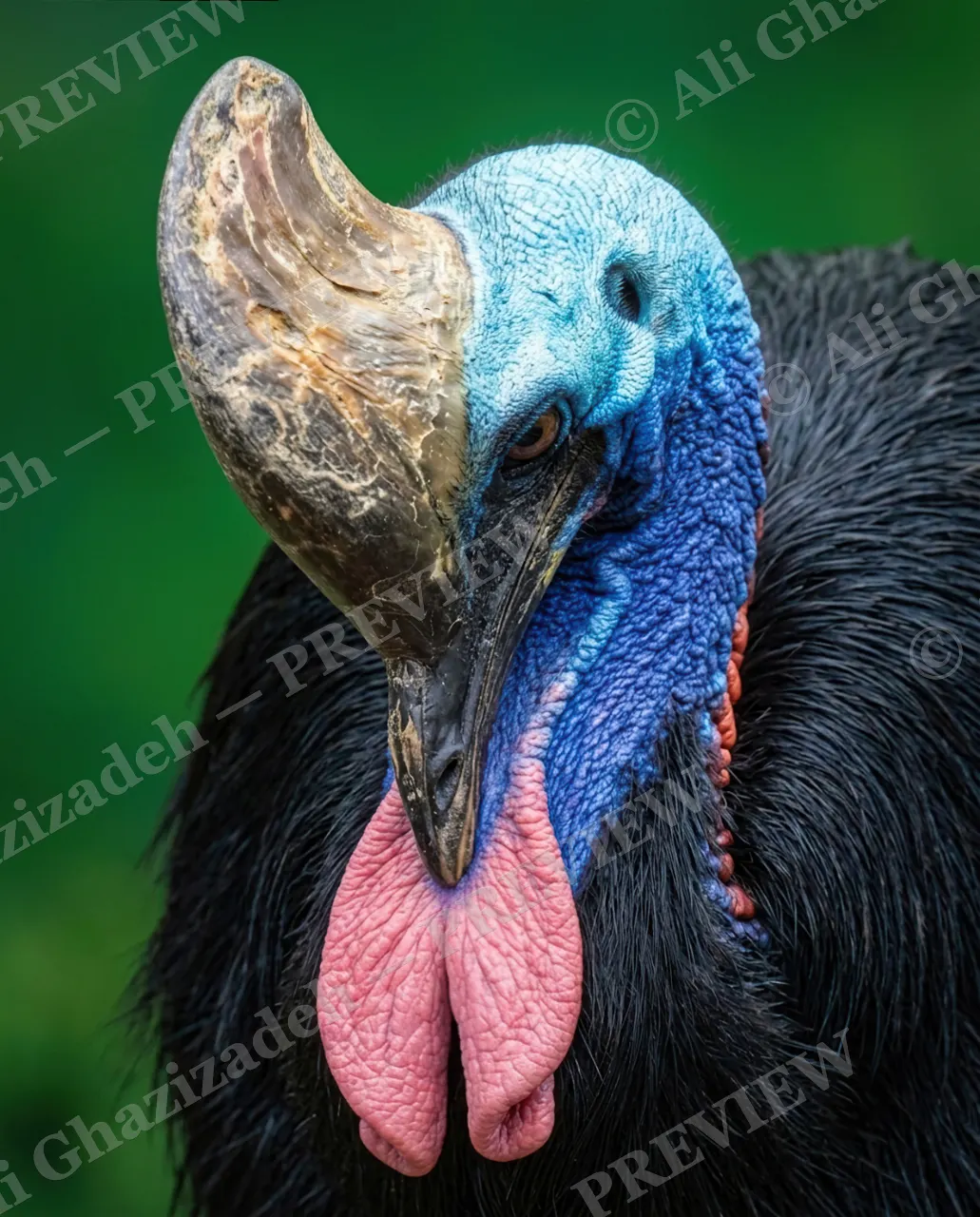 Dressed to Kill — Caught Staring — Cassowary artwork by Ali Ghazizadeh