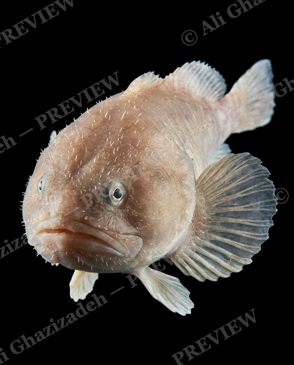 Resting Fish Face — The Challenger — Blobfish artwork by Ali Ghazizadeh