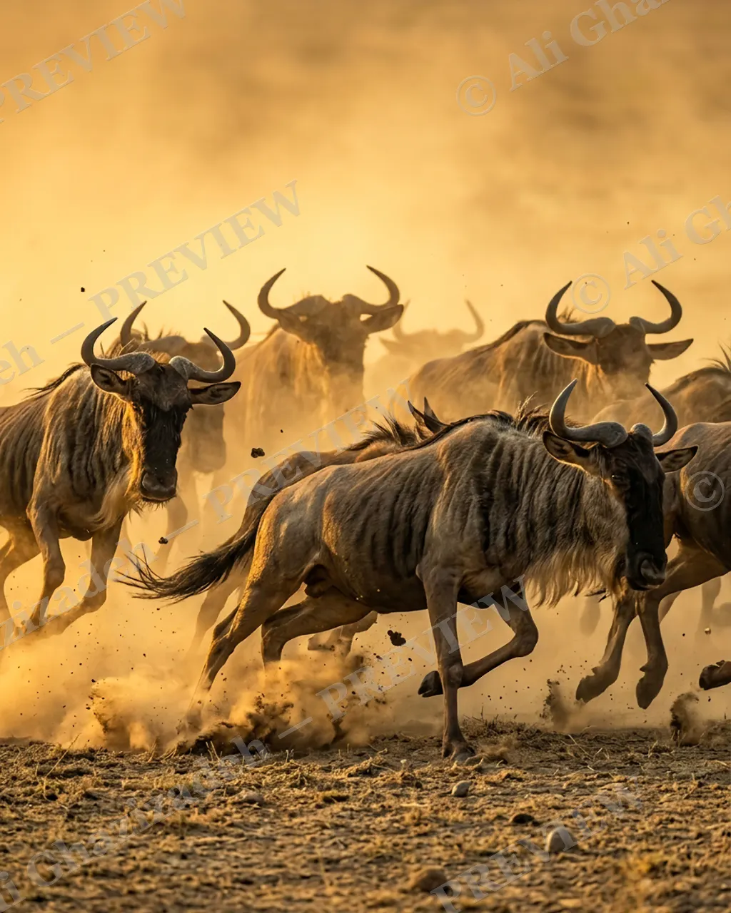 Dust River — Charging Through — Blue wildebeest artwork by Ali Ghazizadeh