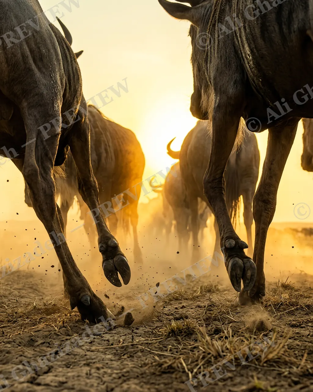 Dust River — Full Stride — Blue wildebeest artwork by Ali Ghazizadeh