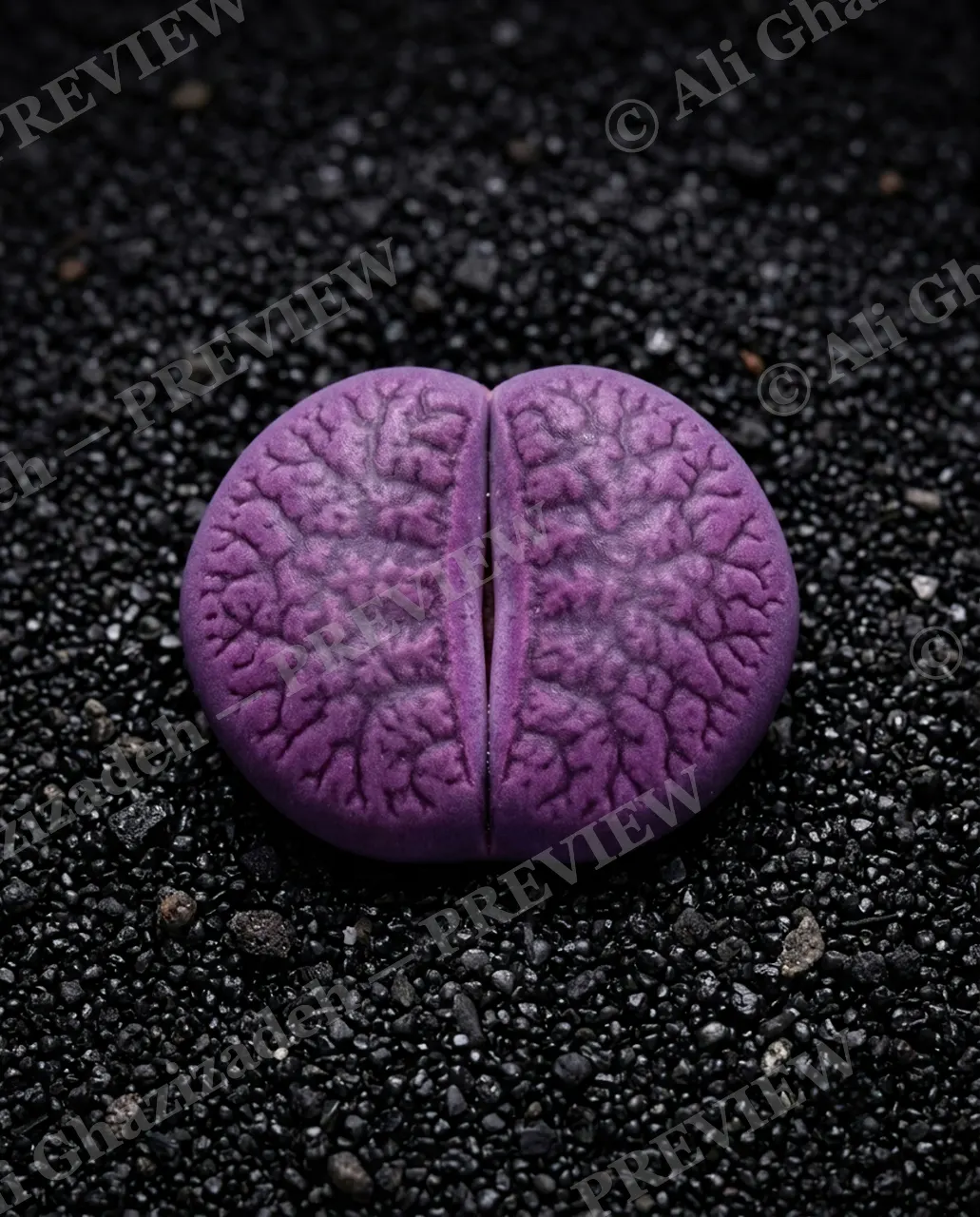 Rocks in Disguise — Amethyst Twin — Lithops artwork by Ali Ghazizadeh