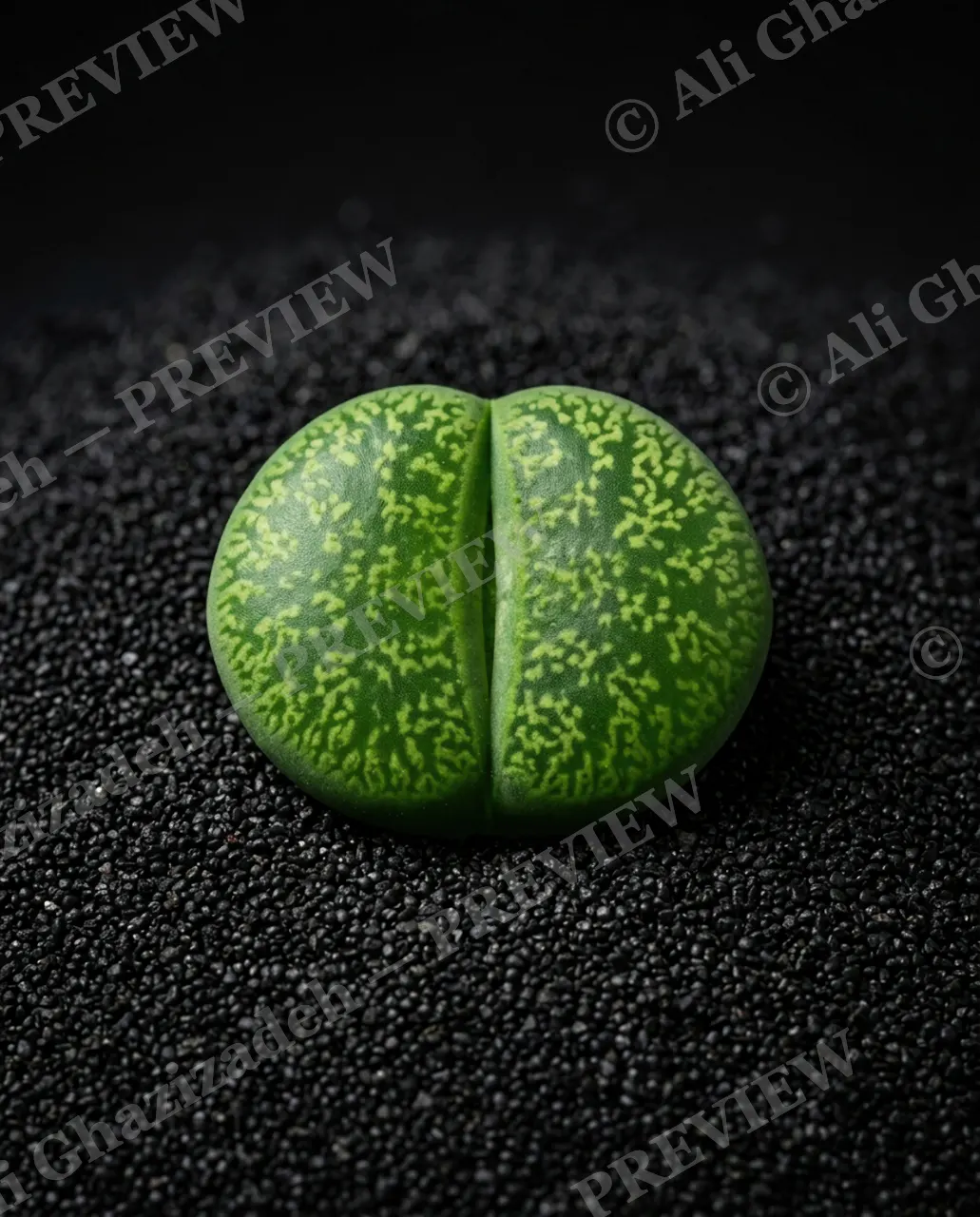 Rocks in Disguise — Emerald Speckle — Lithops artwork by Ali Ghazizadeh