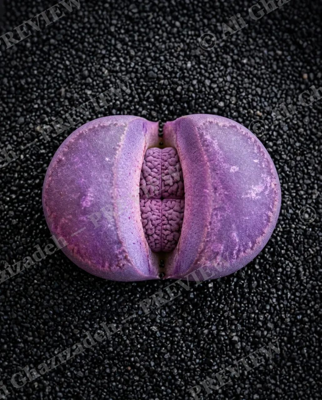 Rocks in Disguise — Folded Secret Within — Lithops artwork by Ali Ghazizadeh