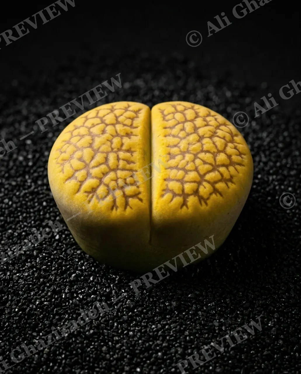 Rocks in Disguise — Golden Marble Maze — Lithops artwork by Ali Ghazizadeh