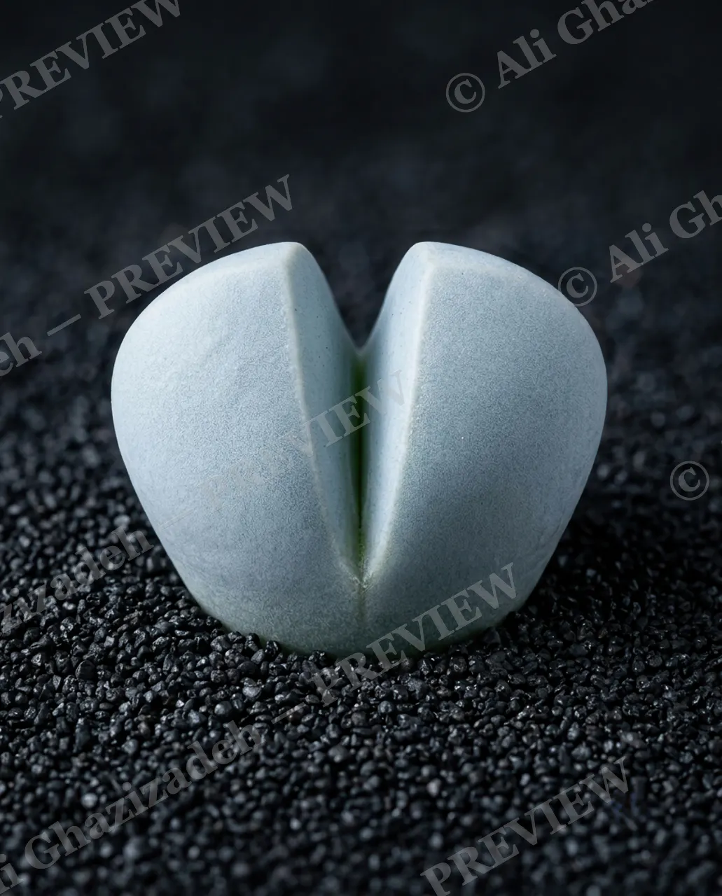 Rocks in Disguise — Heart of Stone — Lithops artwork by Ali Ghazizadeh