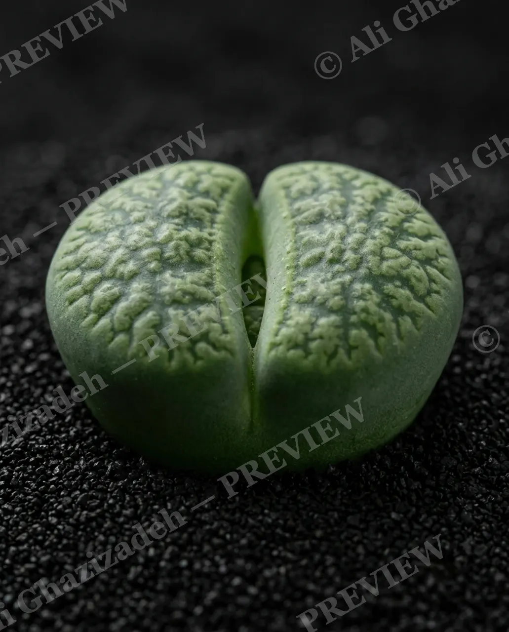 Rocks in Disguise — Jade Static — Lithops artwork by Ali Ghazizadeh