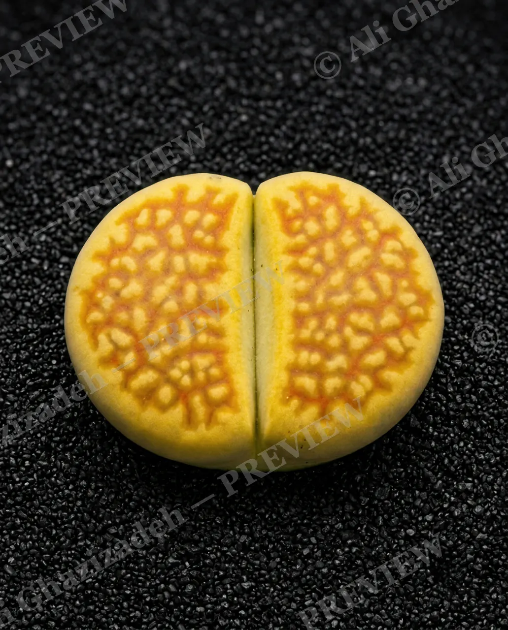 Rocks in Disguise — Cracked Yellow Vein — Lithops artwork by Ali Ghazizadeh