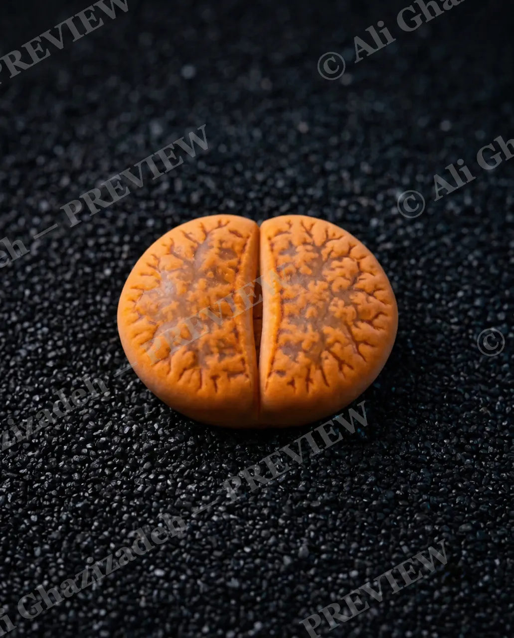 Rocks in Disguise — Molten Orange Stone — Lithops artwork by Ali Ghazizadeh