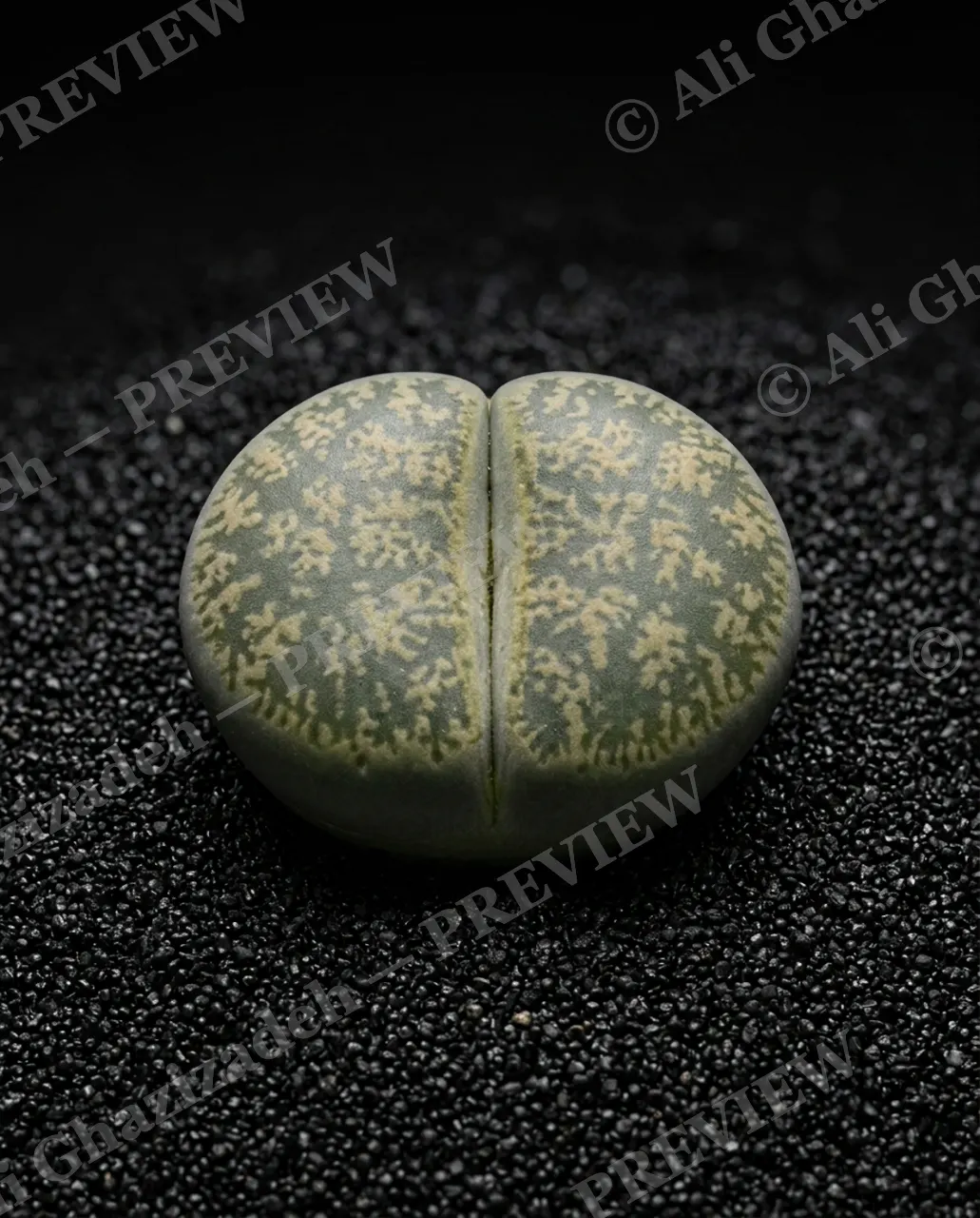 Rocks in Disguise — Moss-Green Disguise — Lithops artwork by Ali Ghazizadeh
