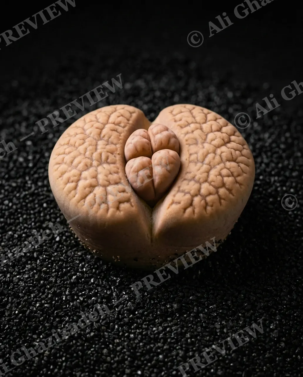 Rocks in Disguise — Newborn Peeking Out — Lithops artwork by Ali Ghazizadeh