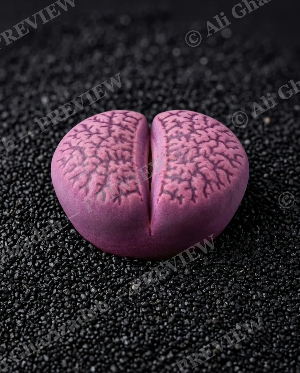 Rocks in Disguise — Purple Heart's Cleft — Lithops artwork by Ali Ghazizadeh