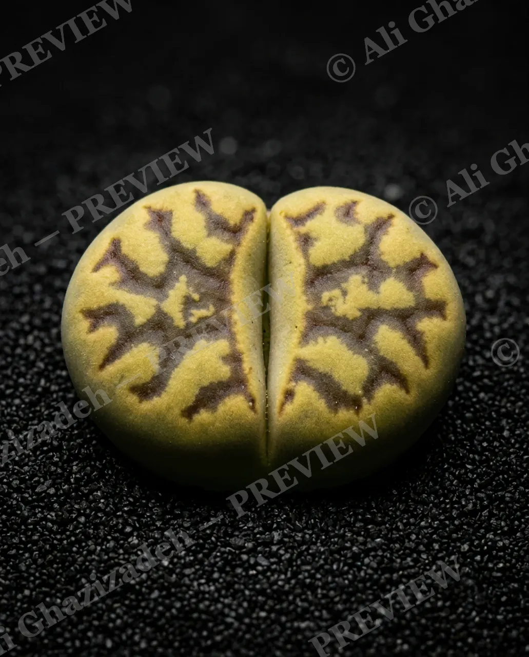 Rocks in Disguise — Tribal Fire Pattern — Lithops artwork by Ali Ghazizadeh