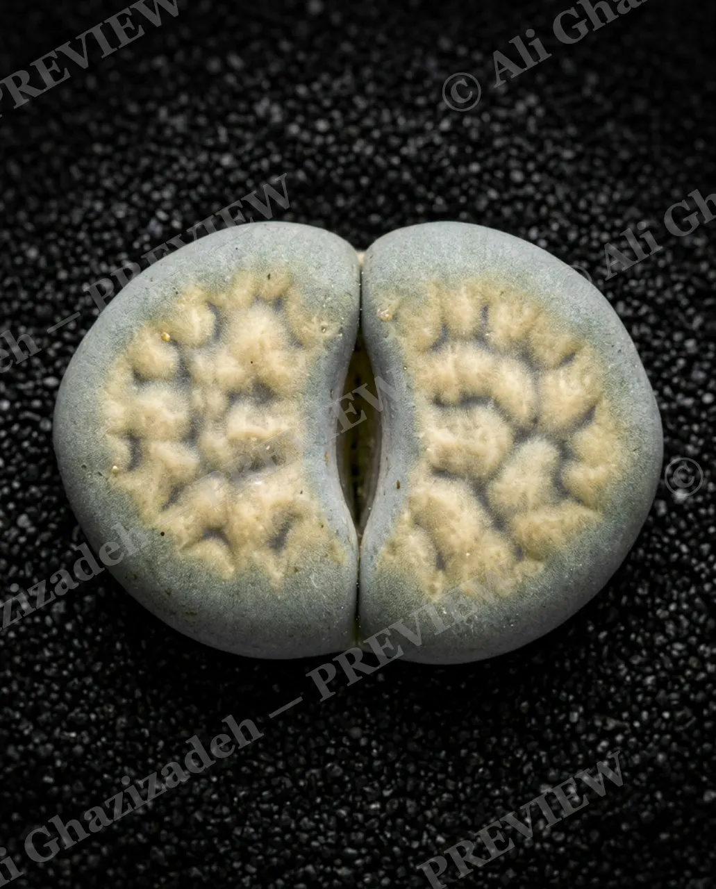 Rocks in Disguise — Widening Smile — Lithops artwork by Ali Ghazizadeh