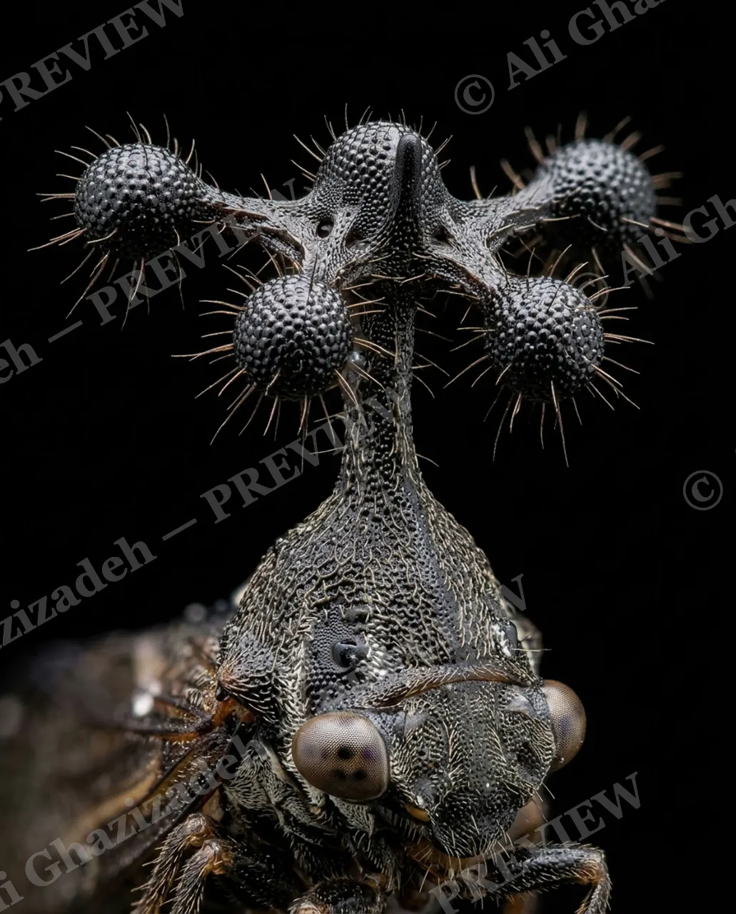 Rotor Head — Blades Up — Weevil artwork by Ali Ghazizadeh