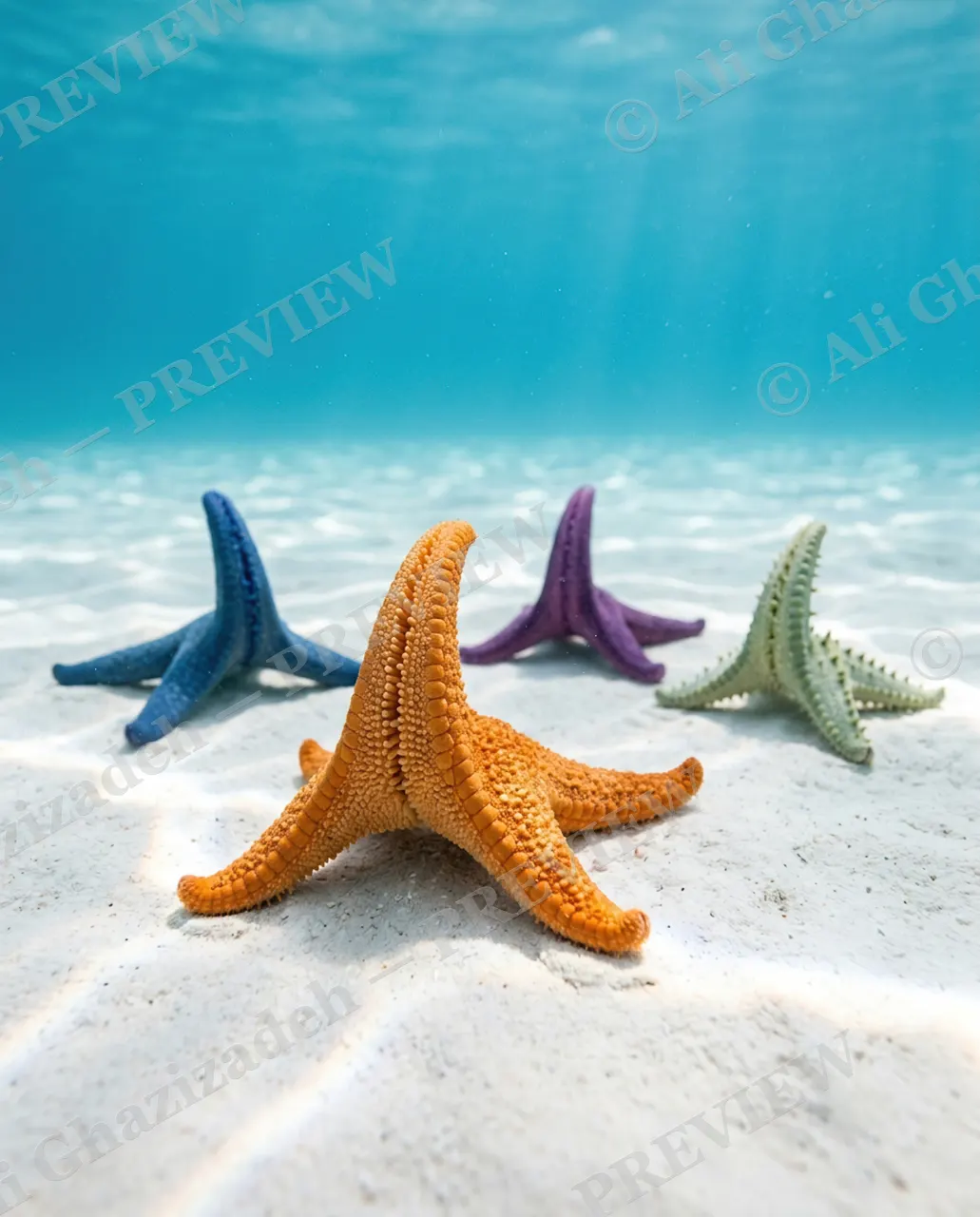 Downward Star — Holding the Pose — Starfish artwork by Ali Ghazizadeh