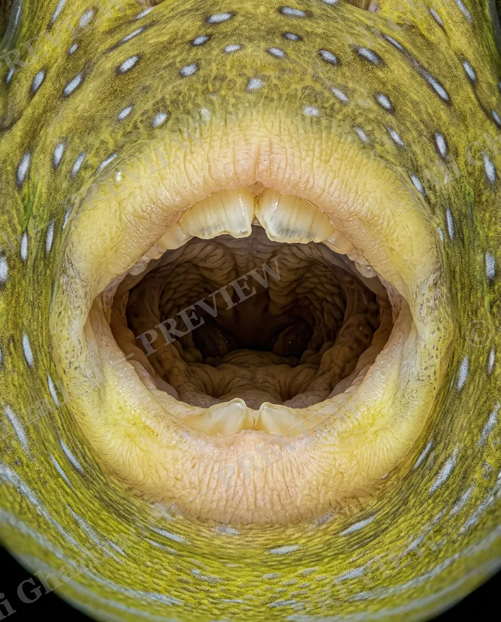 Say Ahh — Last Patient — Parrotfish artwork by Ali Ghazizadeh