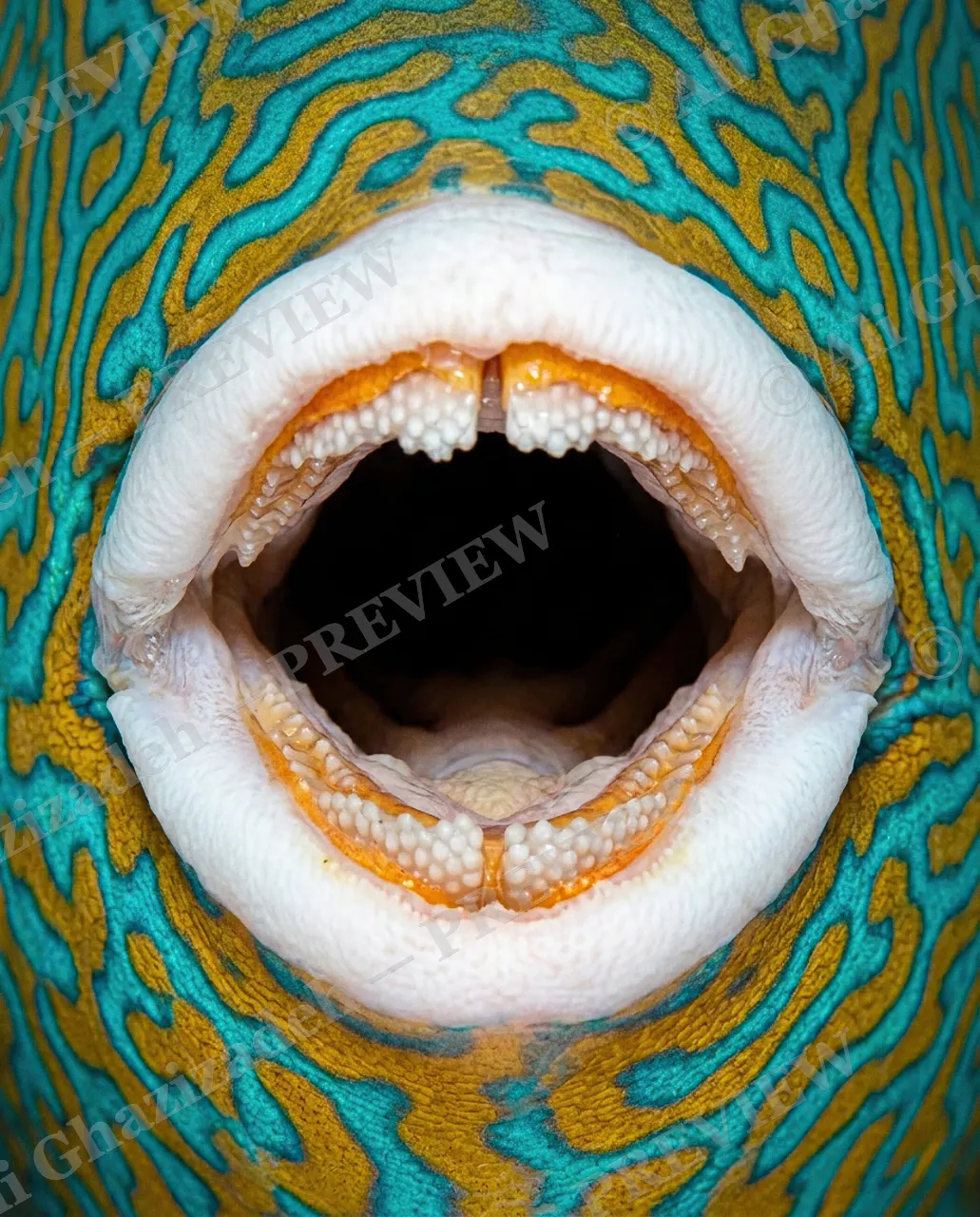 Say Ahh — New Pattern — Parrotfish artwork by Ali Ghazizadeh
