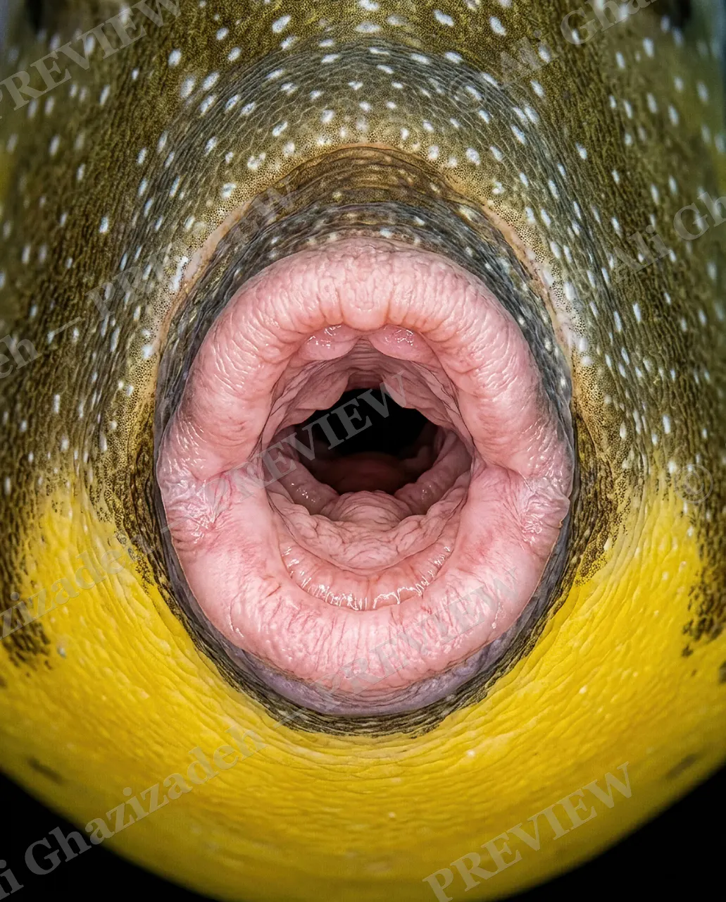 Say Ahh — Next Patient — Parrotfish artwork by Ali Ghazizadeh