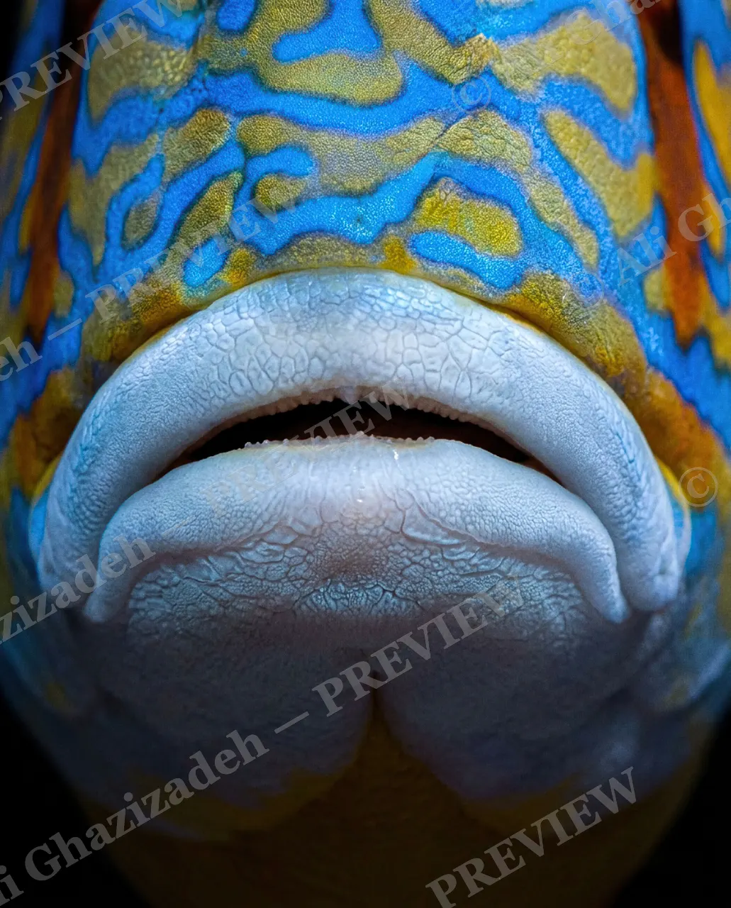 Say Ahh — One More Look — Parrotfish artwork by Ali Ghazizadeh